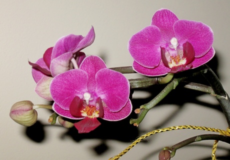 лечение орхидеи