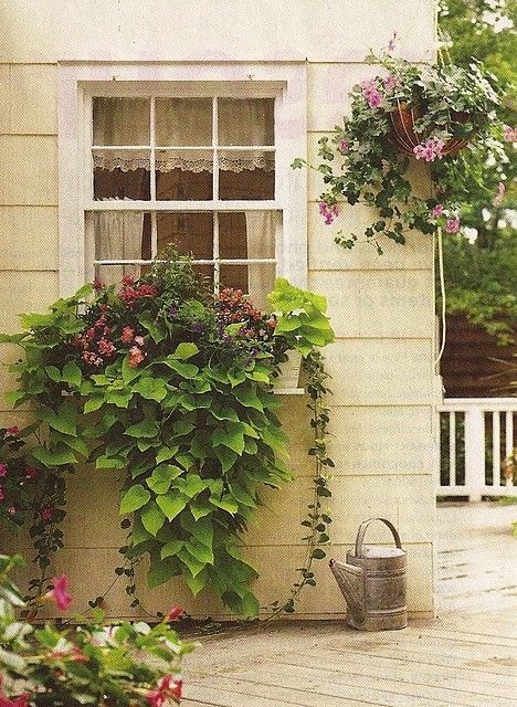 Способы декорации фасада дома цветущими растениями