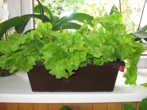Выращивание салата на балконе