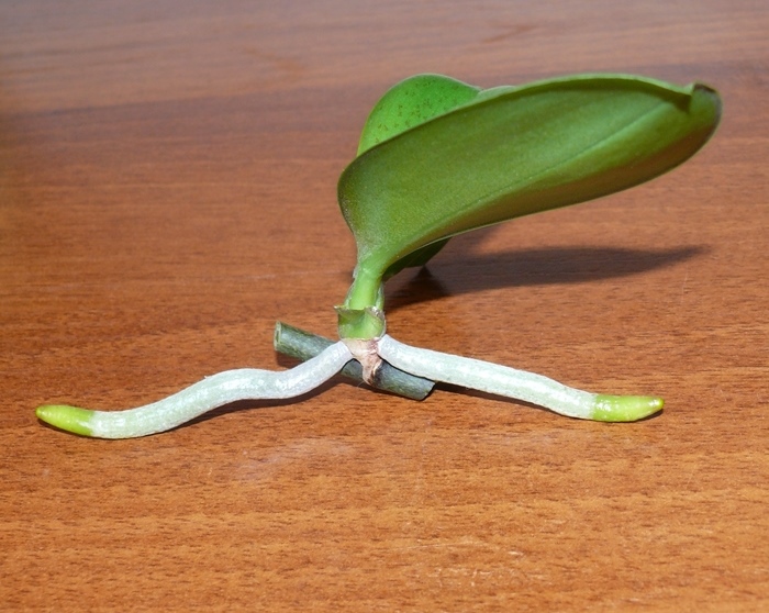 Как вырастить орхидею из отростка