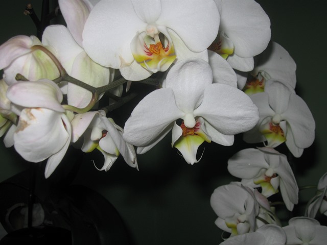 Как вырастить орхидею из детки, как вырастить орхидею из отростка
