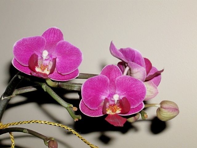 Как вырастить орхидею из детки, как вырастить орхидею из отростка