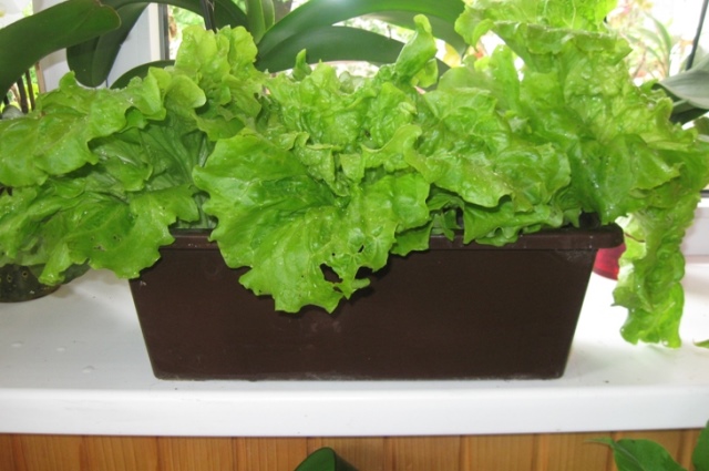 Вирощування салату на балконі 