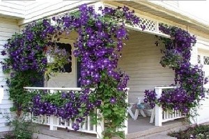 Декорація фасаду будинку квітучими рослинами