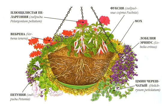 ампельні рослини в підвісних кашпо 